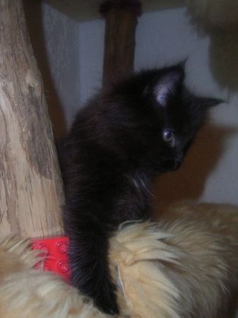 Undercover-Coon´s Cara Bild 59