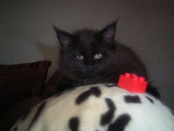 Undercover-Coon´s Cara Bild 76