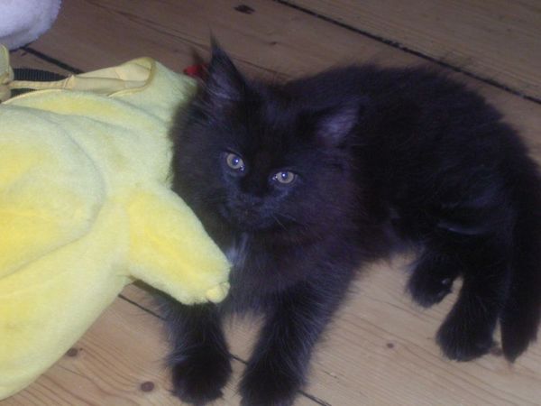 Undercover-Coon´s Cara Bild 79