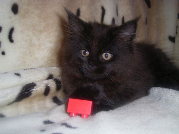 Undercover-Coon´s Cara Bild 85
