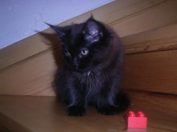 Undercover-Coon´s Cara Bild 99