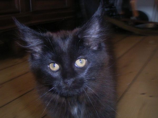 Undercover-Coon´s Cara Bild 102
