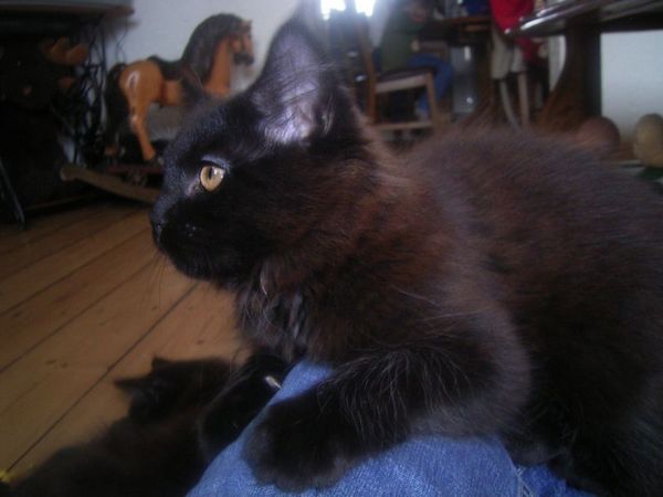Undercover-Coon´s Cara Bild 104
