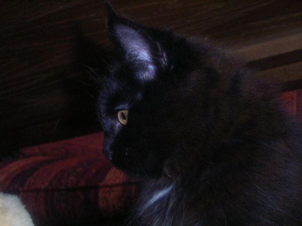 Undercover-Coon´s Cara Bild 107