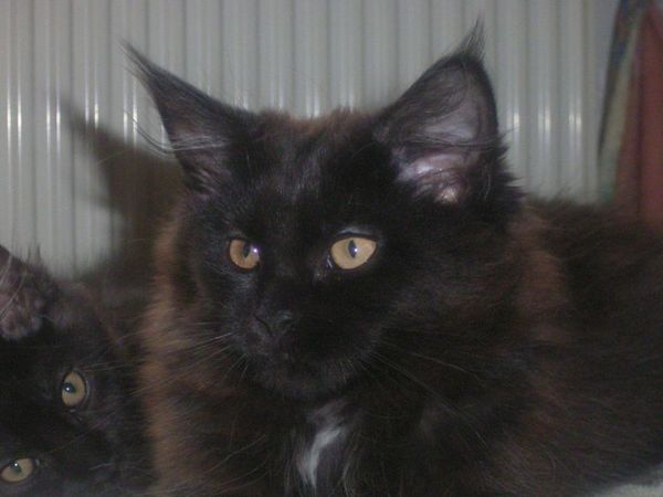 Undercover-Coon´s Cara Bild 109