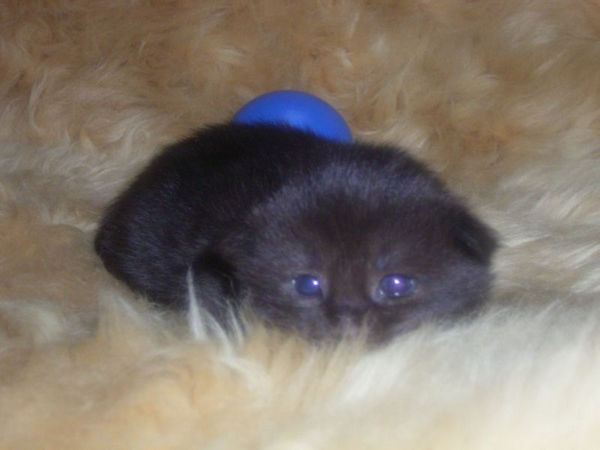 Undercover-Coon´s Carlo Bild 4