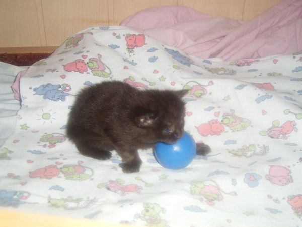 Undercover-Coon´s Carlo Bild 9