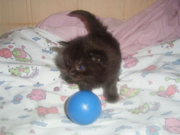 Undercover-Coon´s Carlo Bild 11