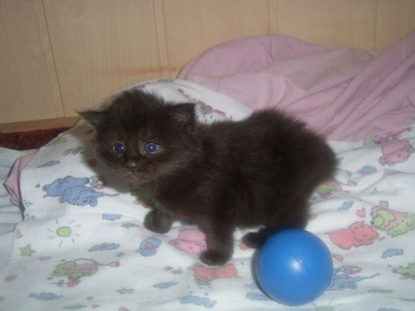 Undercover-Coon´s Carlo Bild 13