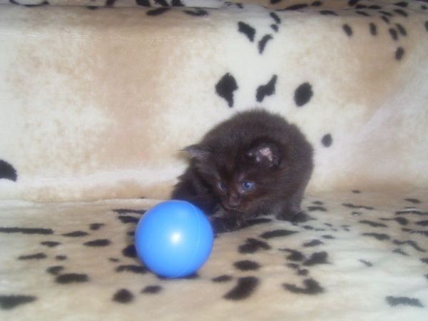 Undercover-Coon´s Carlo Bild 18