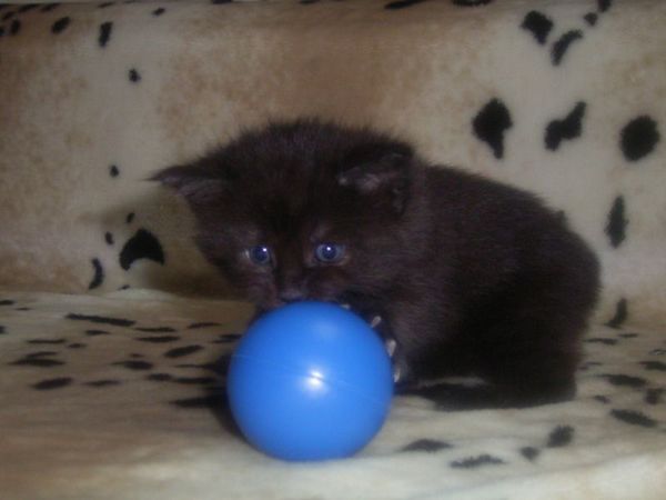 Undercover-Coon´s Carlo Bild 20