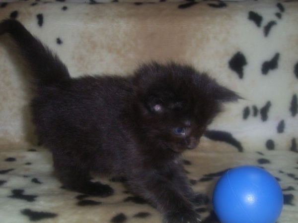 Undercover-Coon´s Carlo Bild 23