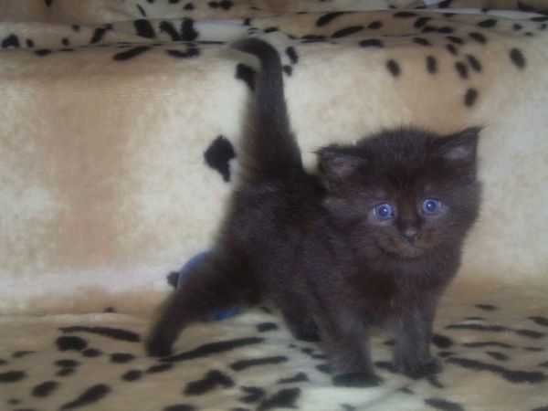 Undercover-Coon´s Carlo Bild 24