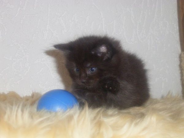 Undercover-Coon´s Carlo Bild 33
