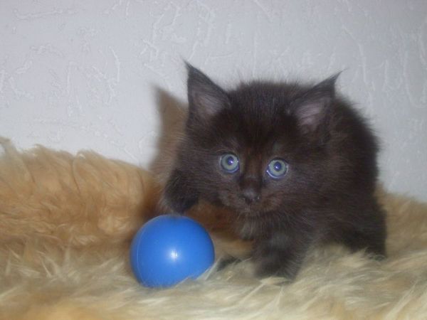 Undercover-Coon´s Carlo Bild 34