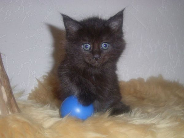 Undercover-Coon´s Carlo Bild 36
