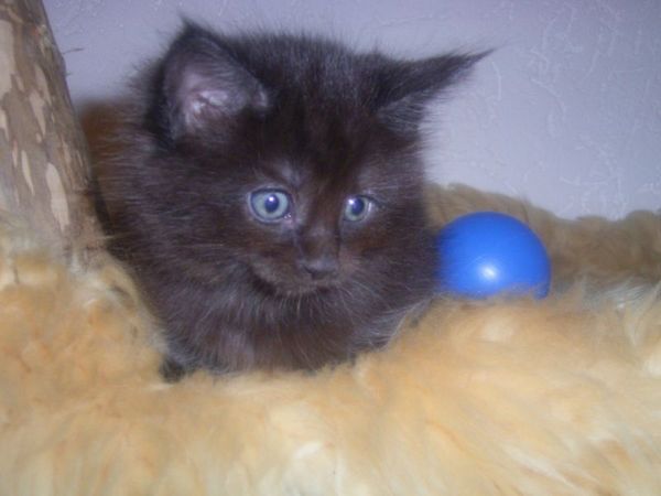 Undercover-Coon´s Carlo Bild 38
