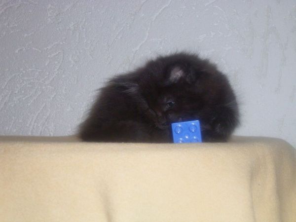 Undercover-Coon´s Carlo Bild 41