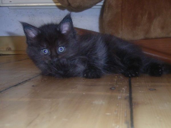 Undercover-Coon´s Carlo Bild 42