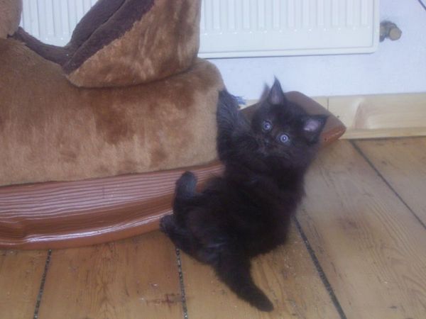 Undercover-Coon´s Carlo Bild 43