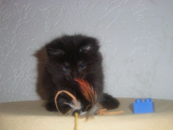 Undercover-Coon´s Carlo Bild 47