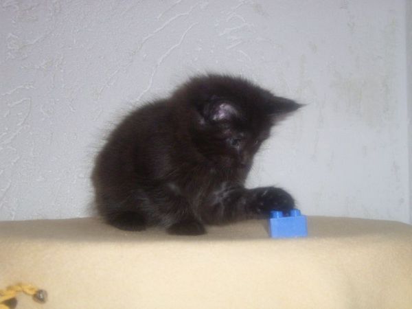 Undercover-Coon´s Carlo Bild 48