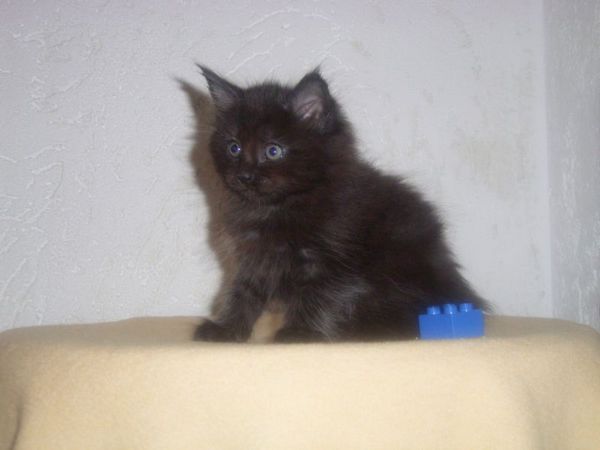 Undercover-Coon´s Carlo Bild 52