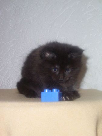 Undercover-Coon´s Carlo Bild 61