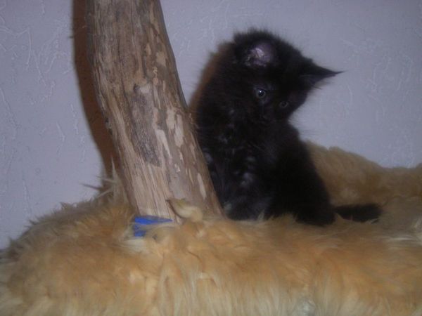 Undercover-Coon´s Carlo Bild 65