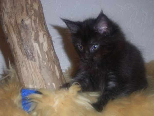 Undercover-Coon´s Carlo Bild 69