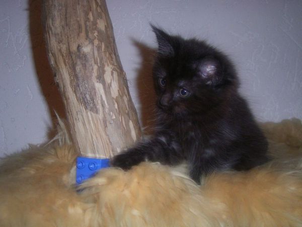Undercover-Coon´s Carlo Bild 70