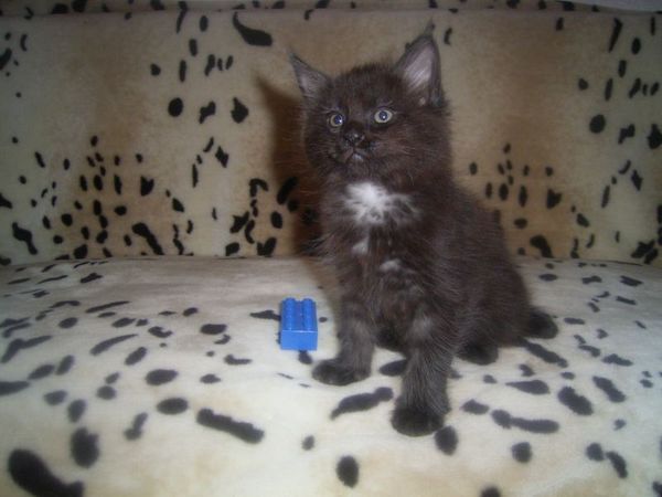 Undercover-Coon´s Carlo Bild 75