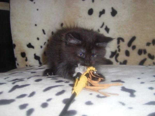 Undercover-Coon´s Carlo Bild 81