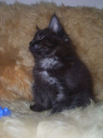 Undercover-Coon´s Carlo Bild 85