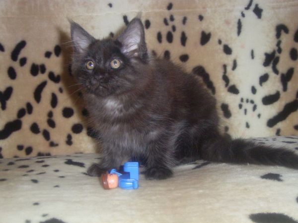 Undercover-Coon´s Carlo Bild 105
