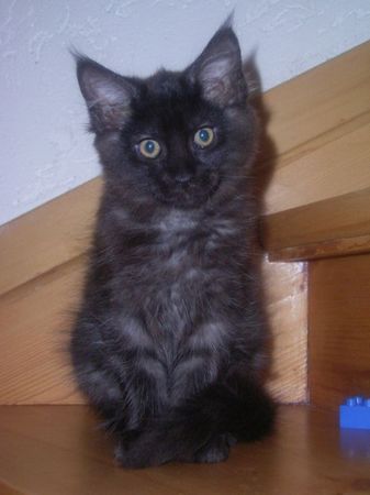 Undercover-Coon´s Carlo Bild 111