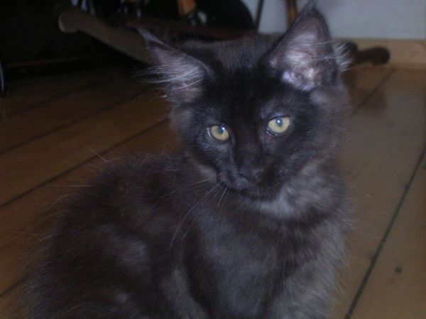 Undercover-Coon´s Carlo Bild 113