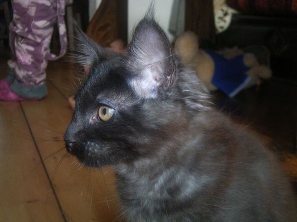 Undercover-Coon´s Carlo Bild 116