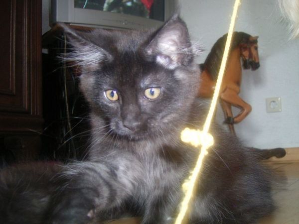 Undercover-Coon´s Carlo Bild 117