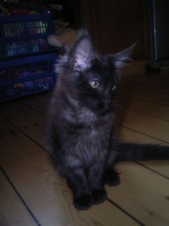 Undercover-Coon´s Carlo Bild 118