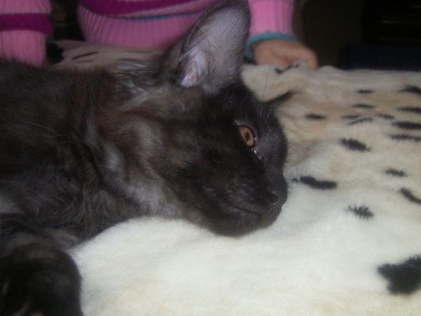 Undercover-Coon´s Carlo Bild 120