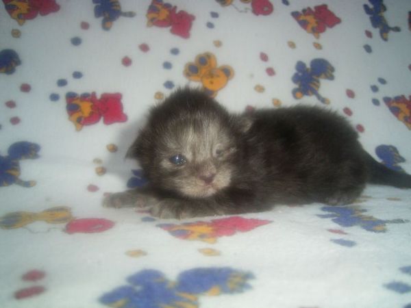 Undercover-Coon´s Curly-Sue Bild 2