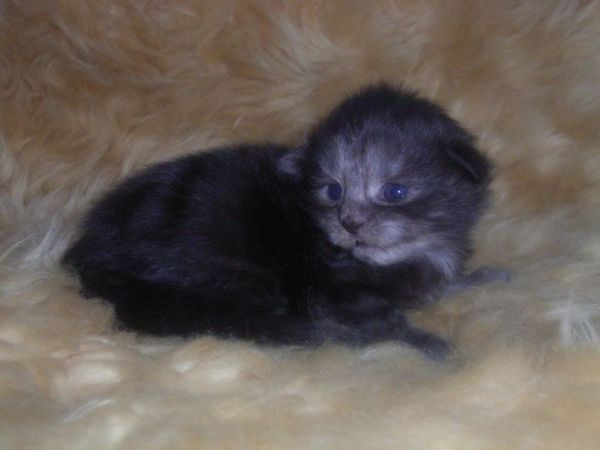 Undercover-Coon´s Curly-Sue Bild 4