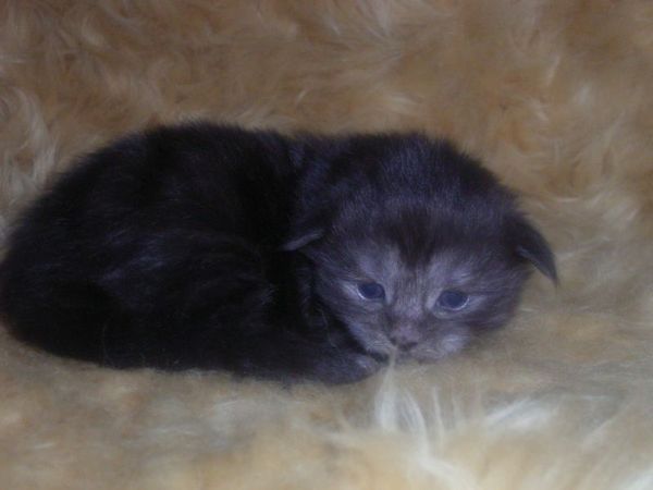 Undercover-Coon´s Curly-Sue Bild 7