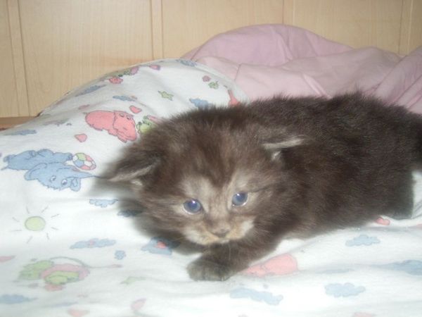 Undercover-Coon´s Curly-Sue Bild 8