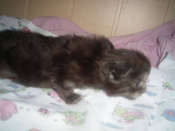 Undercover-Coon´s Curly-Sue Bild 12