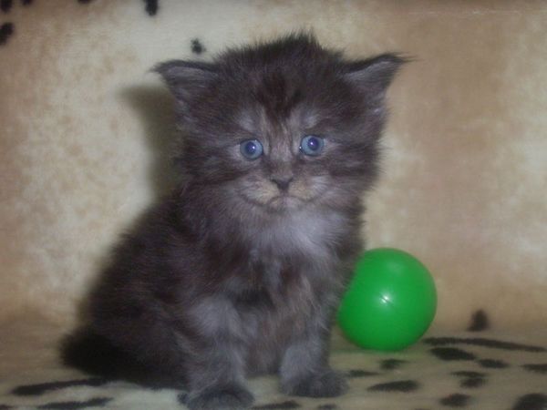Undercover-Coon´s Curly-Sue Bild 13