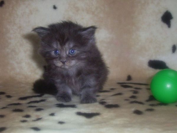 Undercover-Coon´s Curly-Sue Bild 15