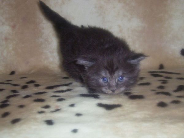 Undercover-Coon´s Curly-Sue Bild 17