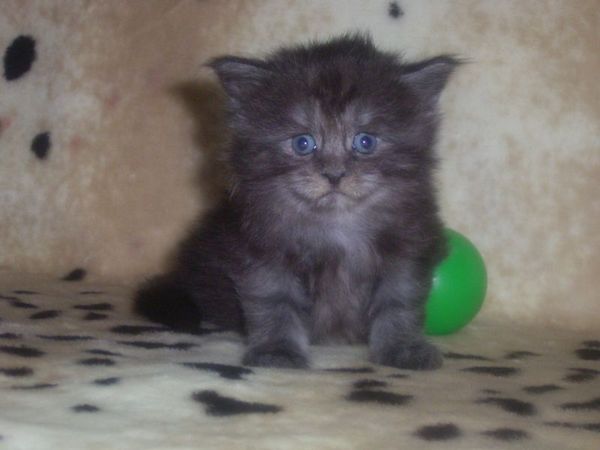 Undercover-Coon´s Curly-Sue Bild 18